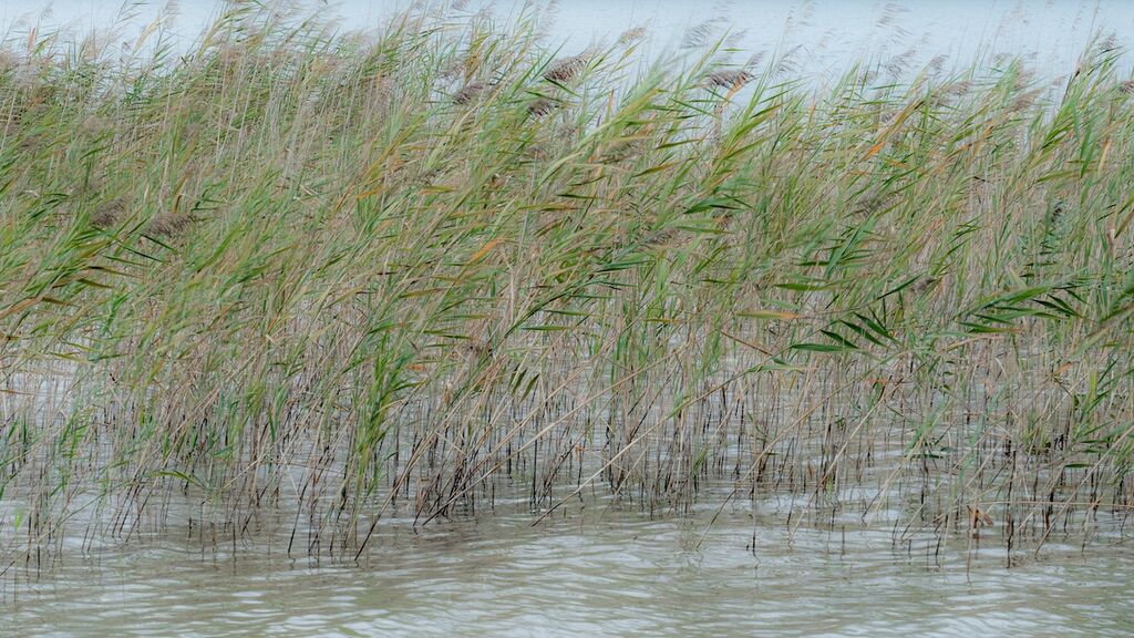 Reeds at Sentier des Roselieres