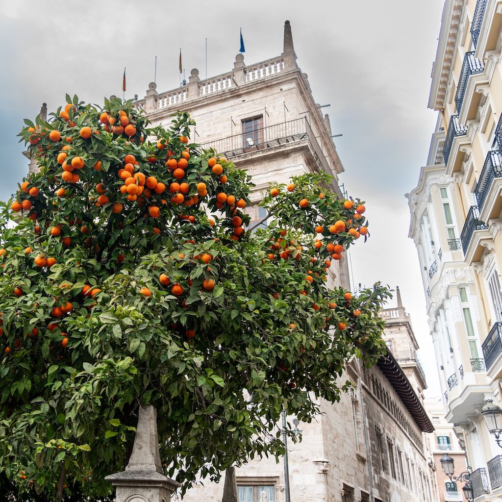 Orange trees