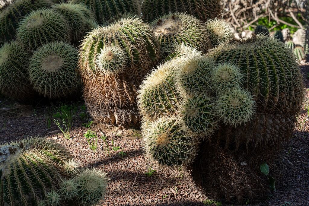 Cacti at the Jardi Botanica