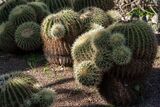 Cacti at the Jardi Botanica