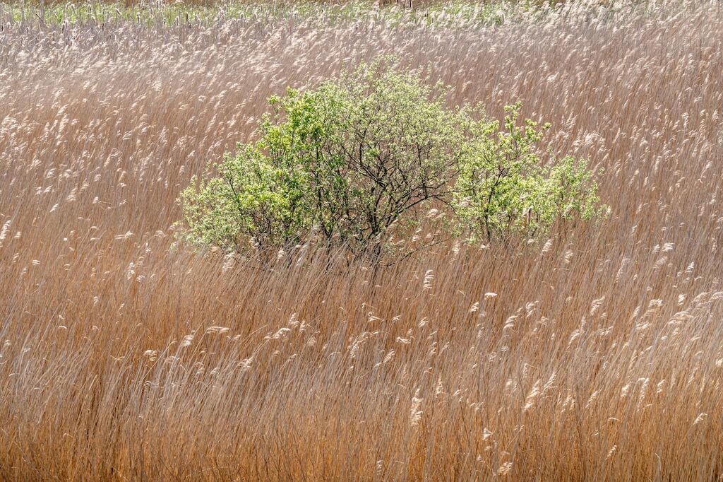 Reeds & bush in the wind