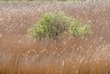 Reeds & bush in the wind