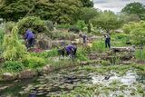 Gardeners & volunteers working at the Rock Garden