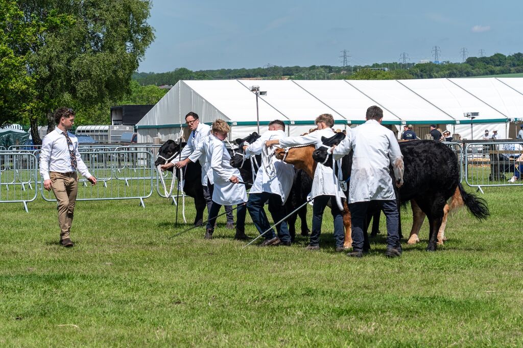Judging heffers