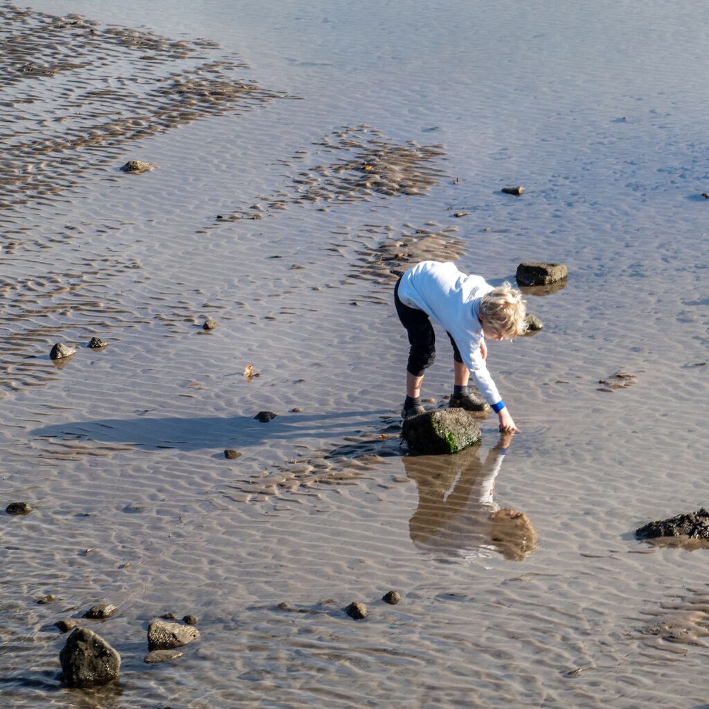 Picking shells