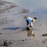 Picking shells