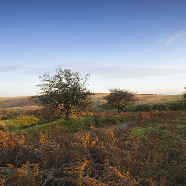 Autumn Afternoon, Exmoor