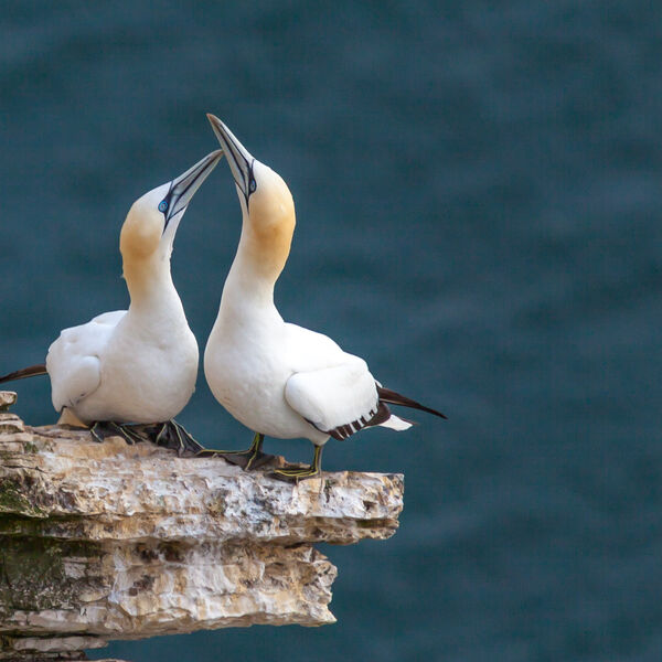 Courting Gannets, RSPB Bempton Cliffs Reserve