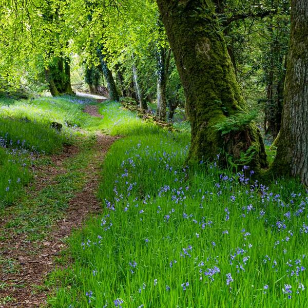 Bluebell Woods, Somerset