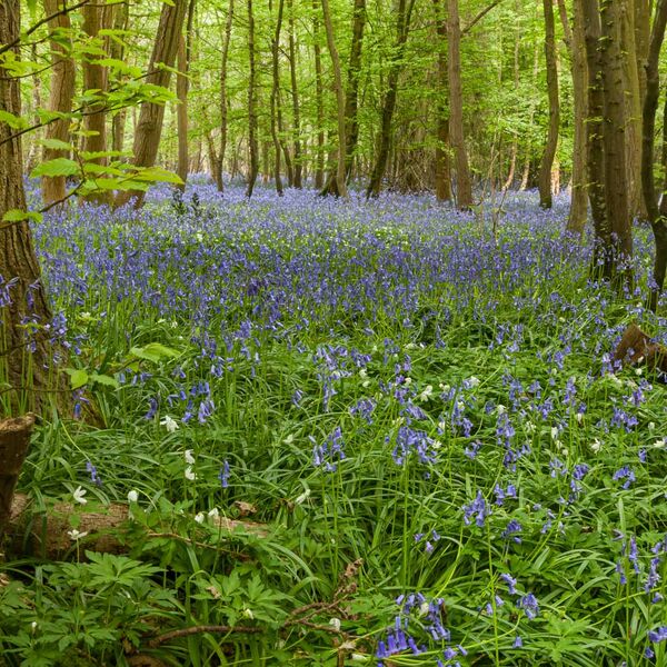 Bluebell Woods, Arlington, Sussex