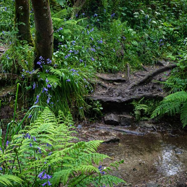 Bluebells in St Loy Woods.