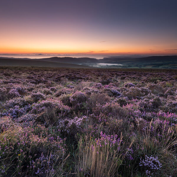 Heather Moorland at Dunkery Beacon,