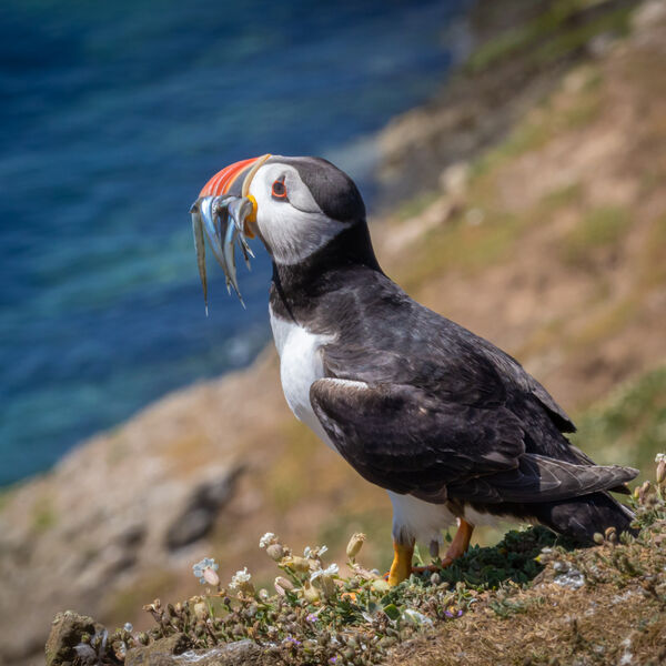 A puffin, newly returned from a fishing trip. Its' bill neatly filled with sand eels for its pufflings.
