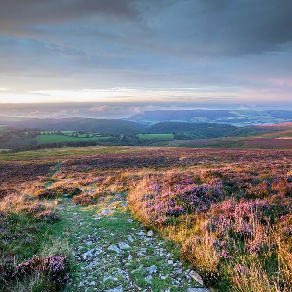 Heather Moorland on Dunkery Beacon