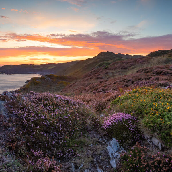 Sunrise and heather at Morte Point, Devon