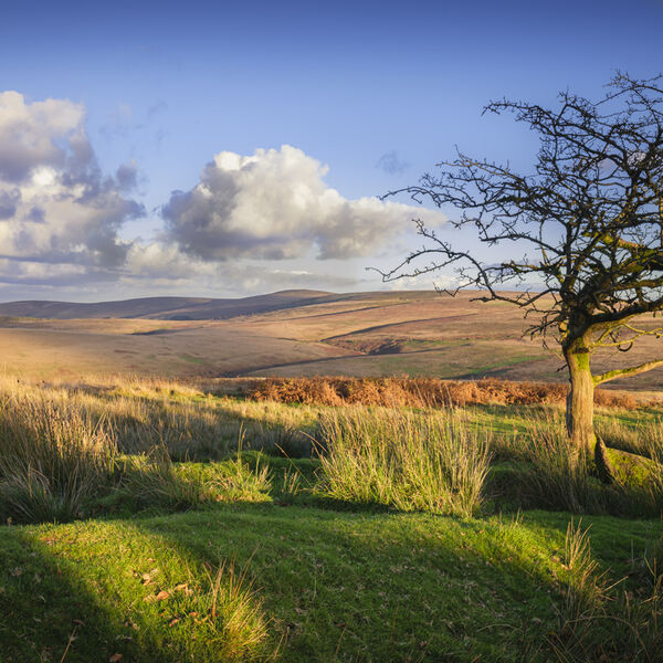 Moorland Scene, Exmoor