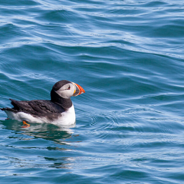 Puffin at sea Skomer West Wales
