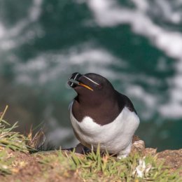 Razorbill