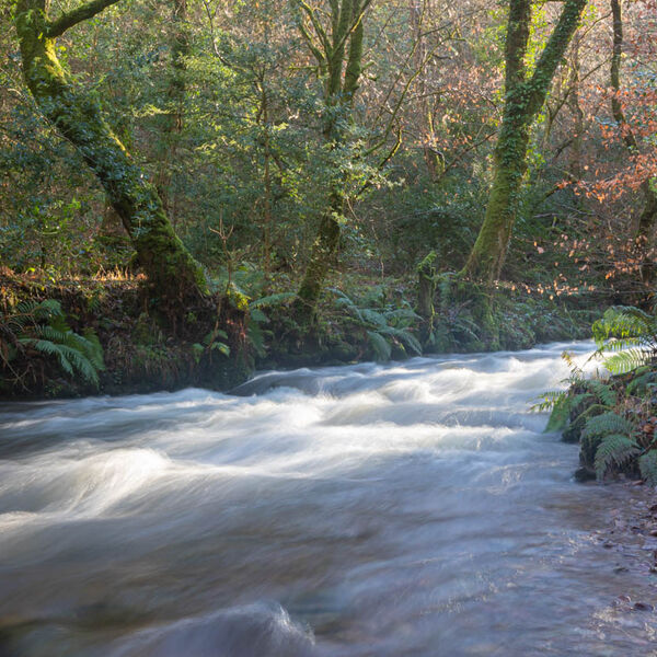 River Horner, Horner Woods Somerset