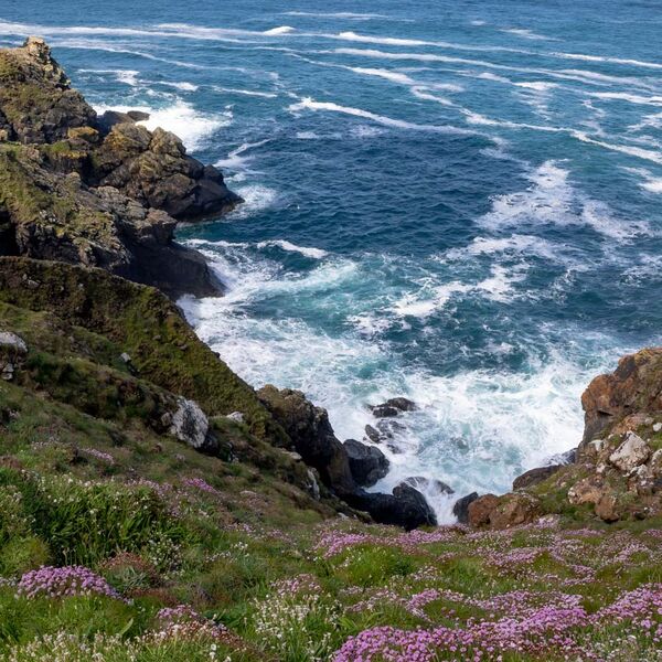 Sea Pinks, nr Botallack Mines Cornwall