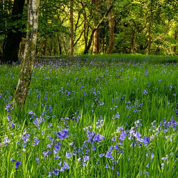 Bluebell Woods, Somerset