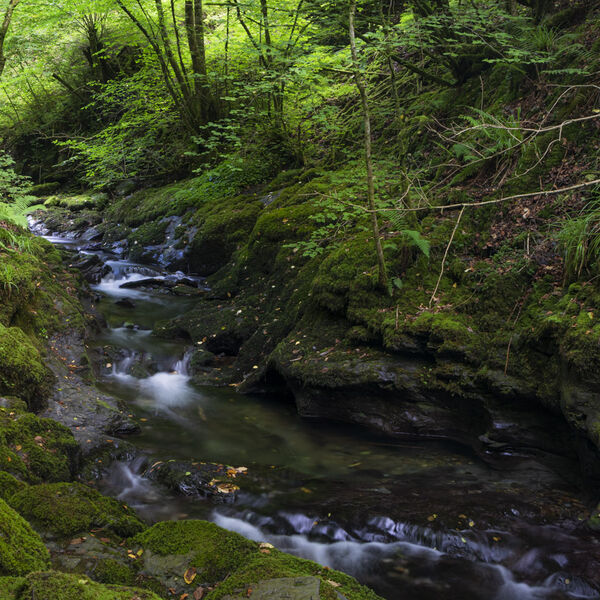 Woodland Stream, Lydford Gorge, Dartmoor