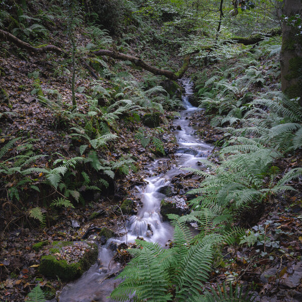 Woodland Stream Selworthy