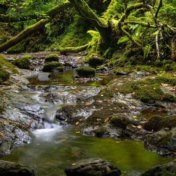 Woodland Stream Lydford Gorge Dartmoor
