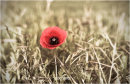 Somme poppy.