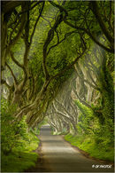 The Dark Hedges.