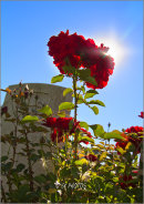 Serre Road Cemetery No 2.