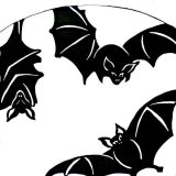 Bats