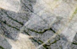 Still image from the filmDispersal