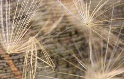 Still image from the film Dispersal