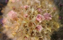 Still image of sea thrift from film 'rising tide' (2019)