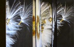Still image from film 'Coltsfoot in Seed'