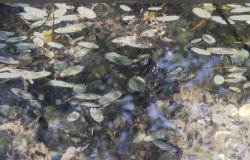 Still image of water from the film 'everything must change' (2018)