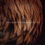 Autumns Gold / Eagle Essence Golden Eagle - Aquila Chrysaetos
