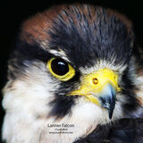 Lanner Falcon