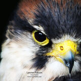 Lanner Falcon
