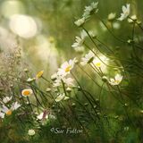Daisies and Bokeh