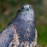 Black Chested Buzzard Eagle