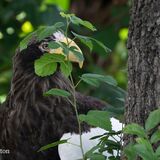 Stellers Sea Eagle - Haliaeetus Pelagicus
