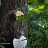 Stellers Sea Eagle - Haliaeetus Pelagicus