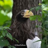 Stellers Sea Eagle - Haliaeetus Pelagicus