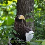 Stellers Sea Eagle - Haliaeetus Pelagicus