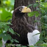 Stellers Sea Eagle - Haliaeetus Pelagicus