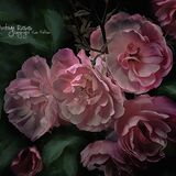 Vintage roses