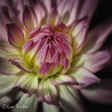 the Pink Dahlia