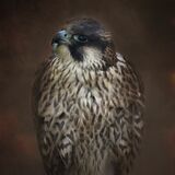 Peregrine Falcon (juv)
